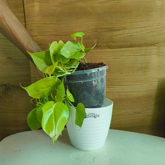 Philodendron Heart Leaf Lemon Lime