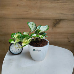 Manjula Pothos