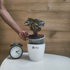 Syngonium Red Plum Allusion