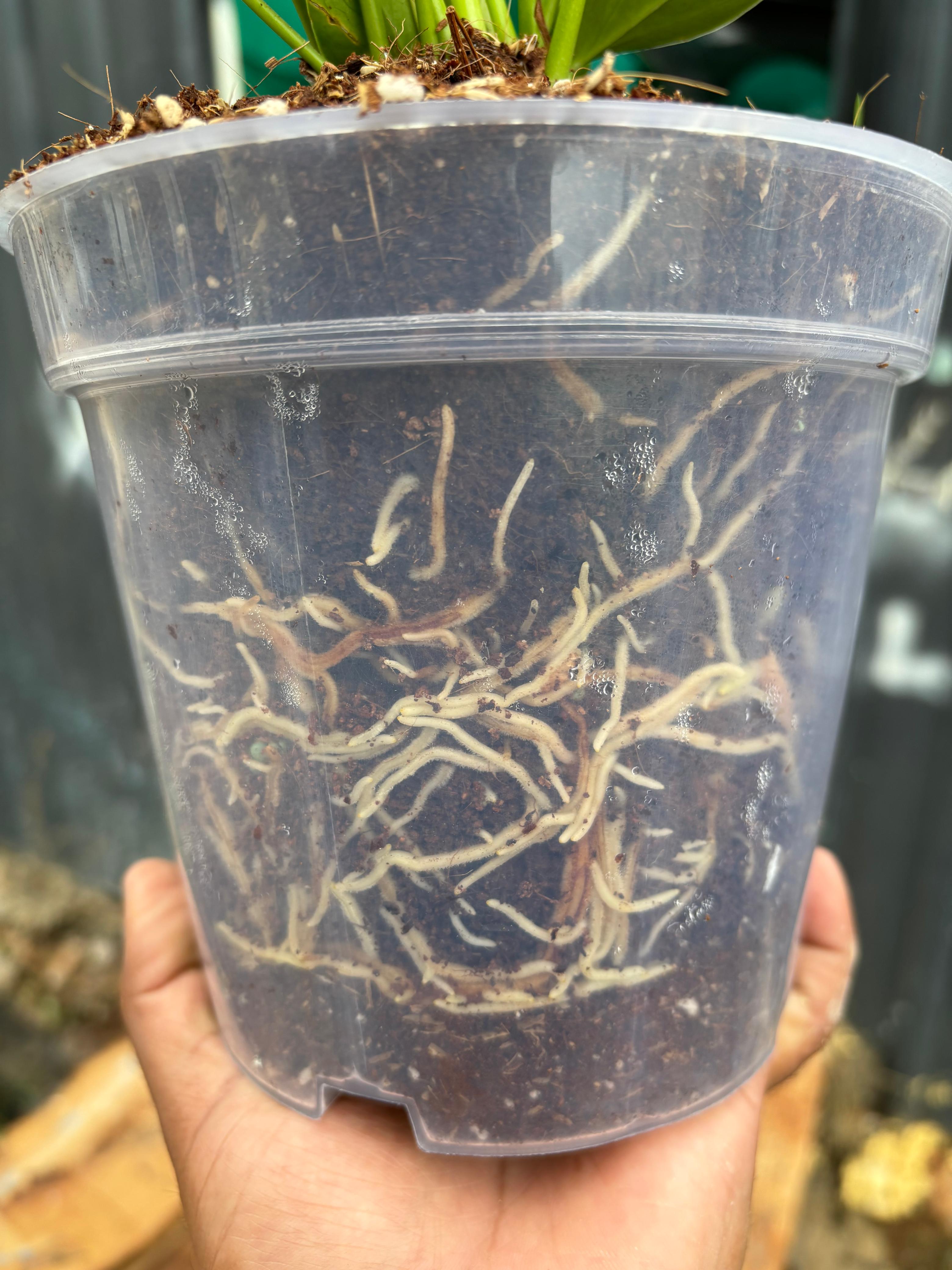 6.5 inches Transperant Pots (Pack of 10) For Root & Water Monitoring