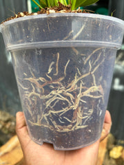 6.5 inches Transperant Pots (Pack of 10) For Root & Water Monitoring