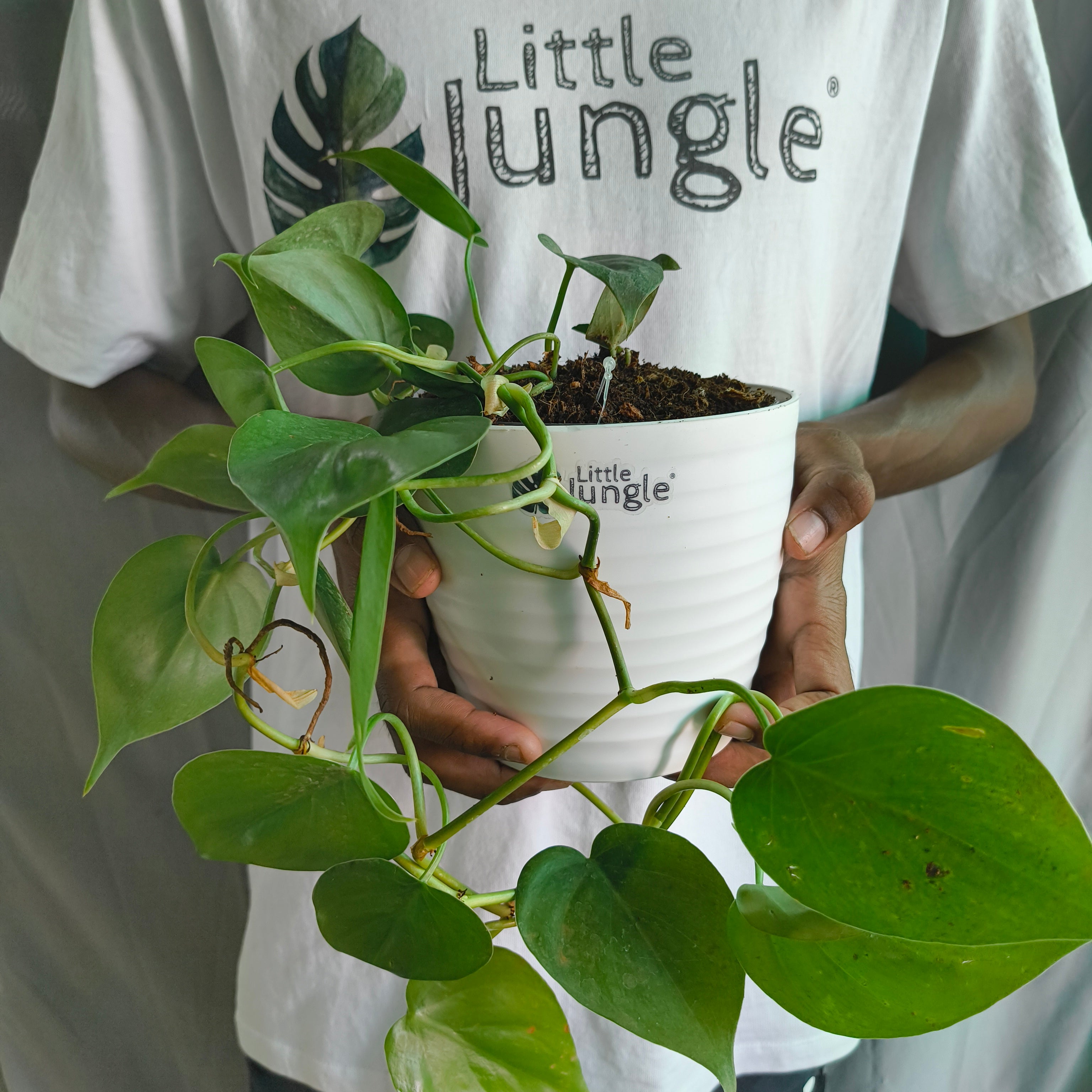 Philodendron Heart Leaf Green