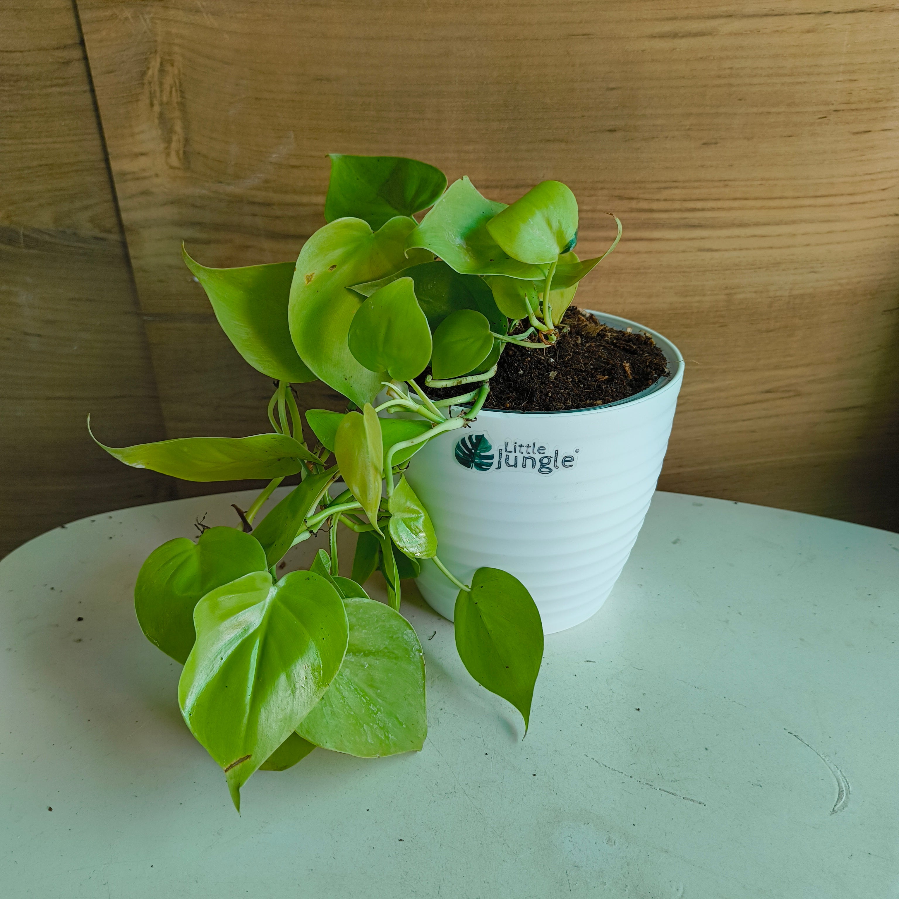 Philodendron Heart Leaf Lemon Lime