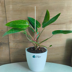 philodendron painted lady