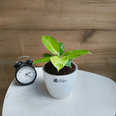 Philodendron Moonlight
