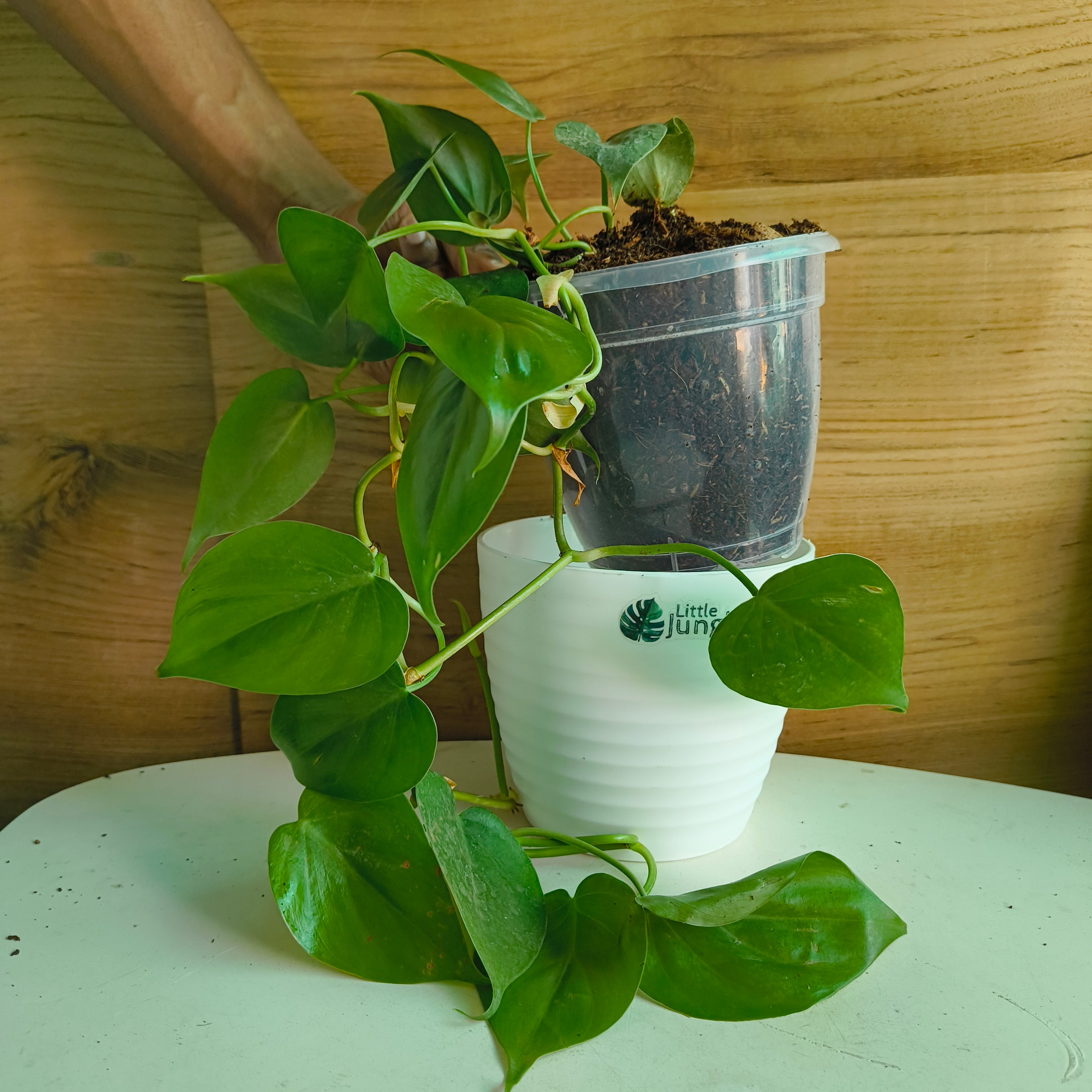 Philodendron Heart Leaf Green