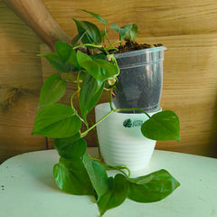 Philodendron Heart Leaf Green