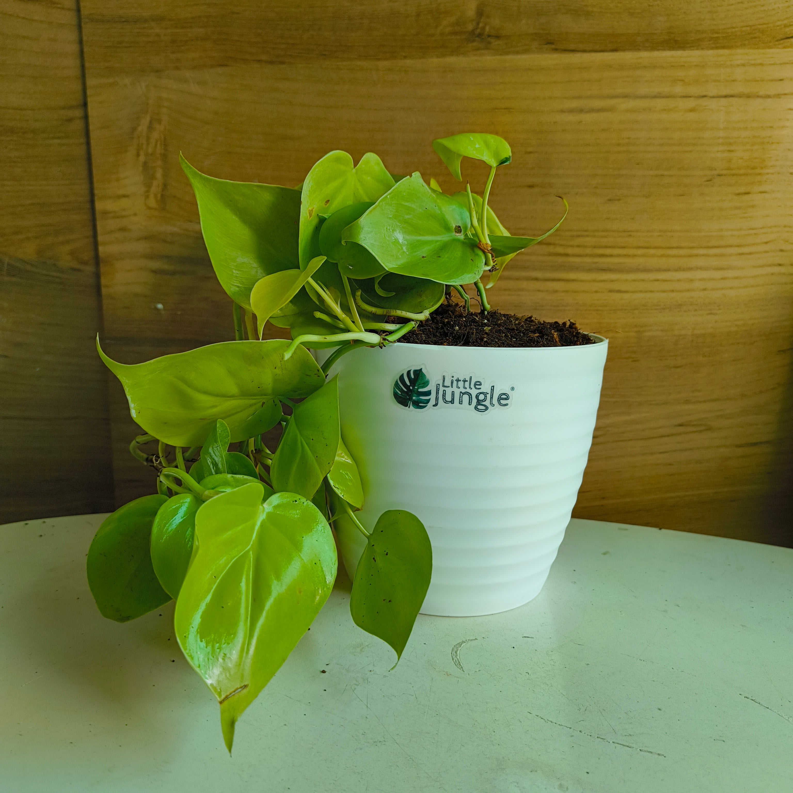 Philodendron Heart Leaf Lemon Lime