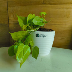 Philodendron Heart Leaf Lemon Lime