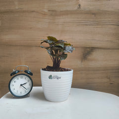 Syngonium Red Plum Allusion